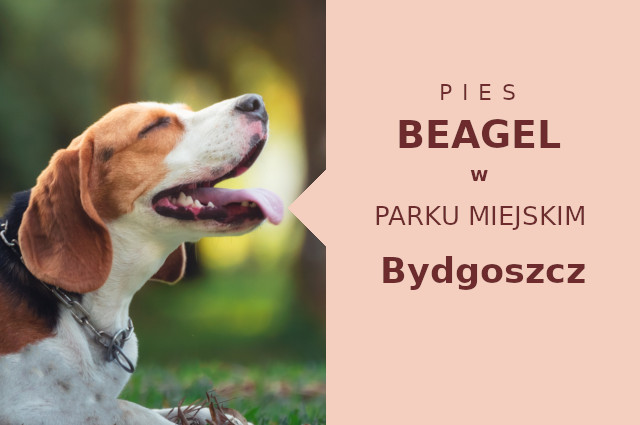 Polecane miejsce na przechadzkę z psem Beagle w Bydgoszczy