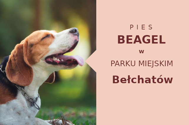 Atrakcyjny obszar do socjalizacji Beagle w Bełchatowie