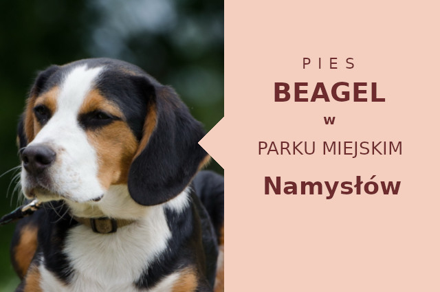 Świetne miejsce do zabawy z psem Beagle w Namysłowie