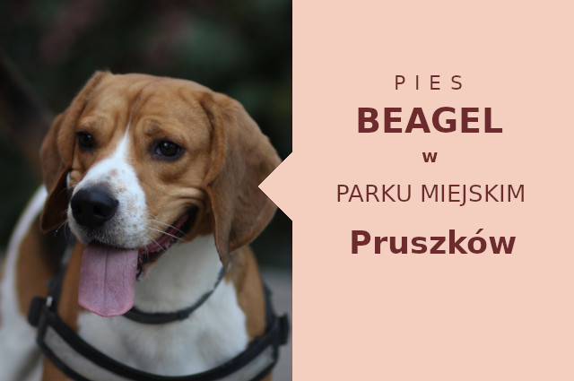 Atrakcyjny teren do spacerowania z psem Beagle w Pruszkowie