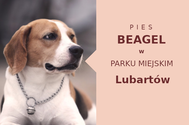 Rewelacyjna lokalizacja do treningu Beagle w Lubartowie