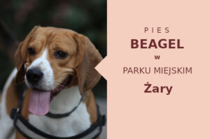 Idealny obszar do zabawy z psem Beagle w Żarach