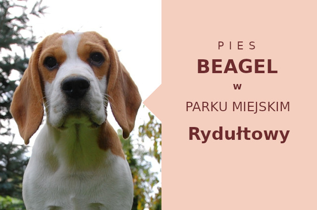 Wspaniałe miejsce do spacerowania z psem Beagle w Rydułtowach