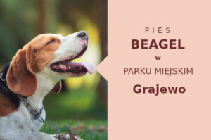 Rewelacyjna miejscówka na wyjścia z psem Beagle w Grajewie