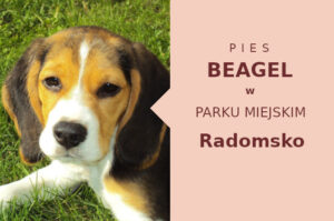 Fajna lokalizacja do treningu Beagle w Radomsku
