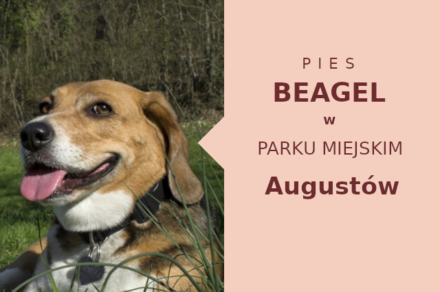 Atrakcyjna strefa do socjalizacji Beagle w Augustowie