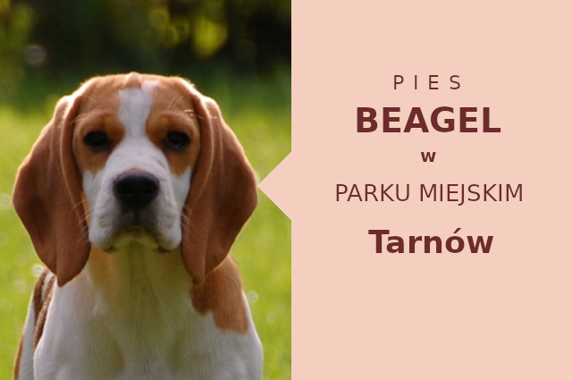 Dobre miejsce na spacer z psem Beagle w Tarnowie