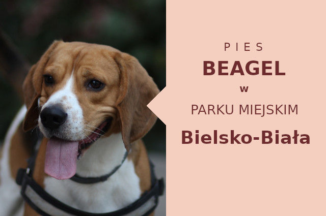 Atrakcyjne miejsce na przechadzkę z psem Beagle w Bielsku-Białej
