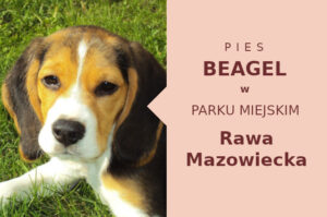 Polecane miejsce do szkolenia Beagle w Rawie Mazowieckiej