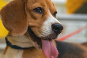 Imię dla psa Beagle. Wybieramy imię dla samca Beagle