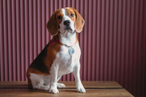 Miot Beagle – przydatne informacje