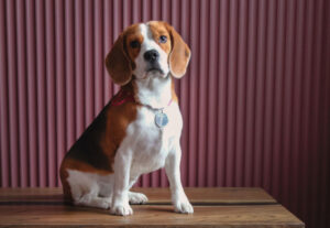 miot beagle zapowiedz planowane mioty beagla