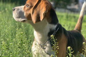 Opieka i pielęgnacja Beagle – jak opiekować się psem?