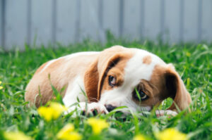Szczeniak Beagle – wszystko co musisz wiedzieć o małym Beaglu