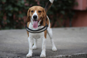 Jak zadbać o zdrowie psa Beagle? Typowe choroby Beagle