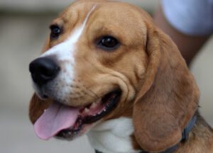 ile powinien wazyc Beagle tabela wagi i wzrostu szczeniaka Beagle