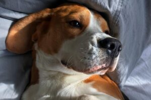 Co je szczeniak Beagle?
