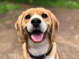Co lubi Beagle?