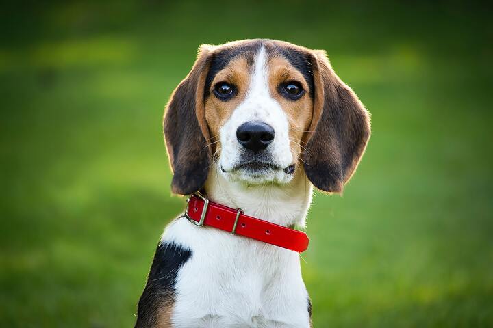 Co powinien jeść Beagle?