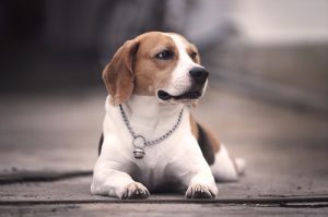Czy Beagle jest agresywny, czy nie?