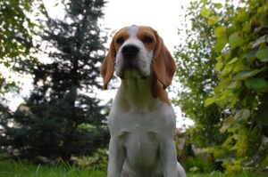 Czy Beagle musi jeść specjalną karmę dla psów?