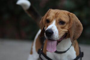 Czy szczenięta rasy Beagle są mądre?