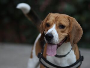 Czy szczenięta rasy Beagle są mądre?