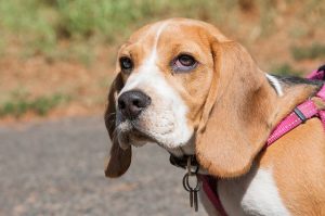 Czy trudno jest posiadać Beagle?