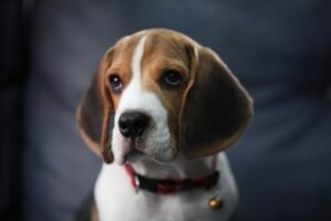 Dlaczego Beagle gryzie?