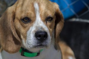 Dlaczego Beagle jest agresywny?