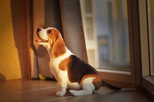 Dlaczego Beagle ma różowy nos?
