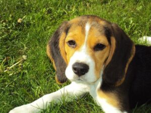 Dlaczego Beagle ślini się?