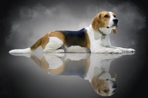Dlaczego Beagle śmierdzi?