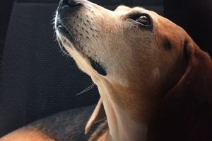 Jak karmić szczeniaka Beagle?