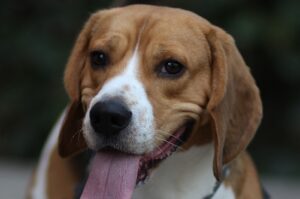 Jak wygląda Beagle?