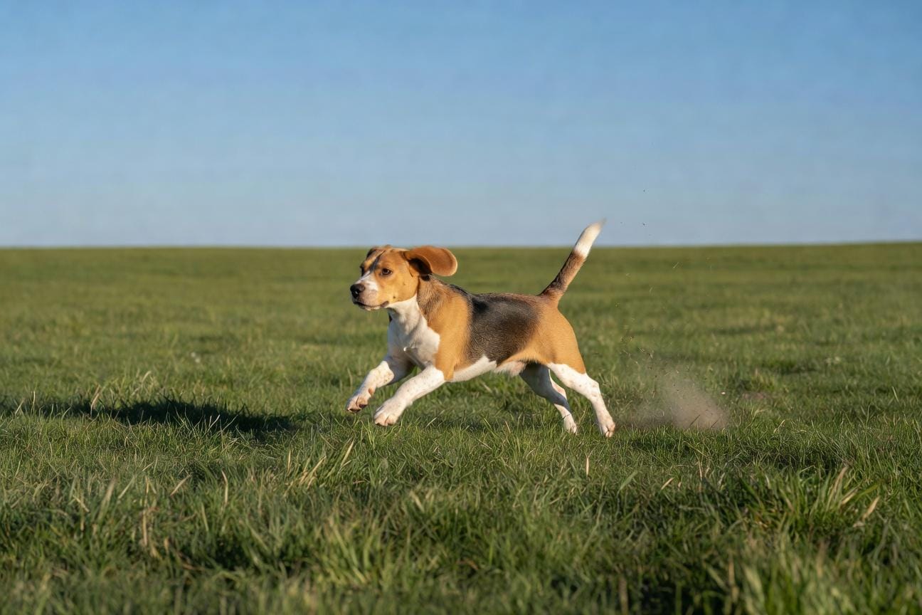 Kiedy można spuszczać Beagle’a ze smyczy i gdzie nie